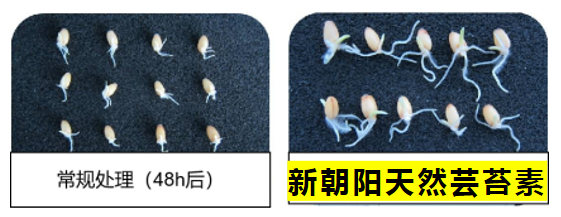 小麥拌種選新朝陽天然蕓苔素，讓小麥高產(chǎn)贏在起跑線上！（小麥在什么時候用蕓苔素效果最佳）