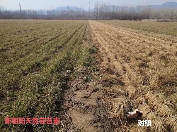 小麥拌種選新朝陽天然蕓苔素，讓小麥高產(chǎn)贏在起跑線上?。ㄐ←溤谑裁磿r候用蕓苔素效果最佳）