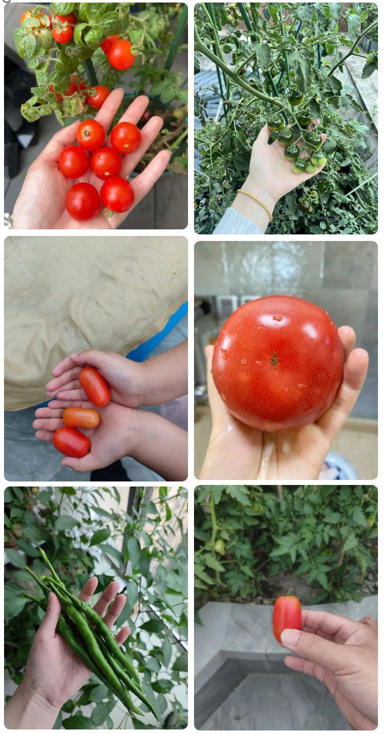 朝陽農(nóng)藝師系列活動 | “零”農(nóng)殘瓜果自己種，豐收喜報！