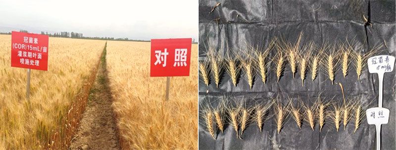 成都新朝陽COR冠菌素入選“2025中國(guó)農(nóng)業(yè)重大新產(chǎn)品”