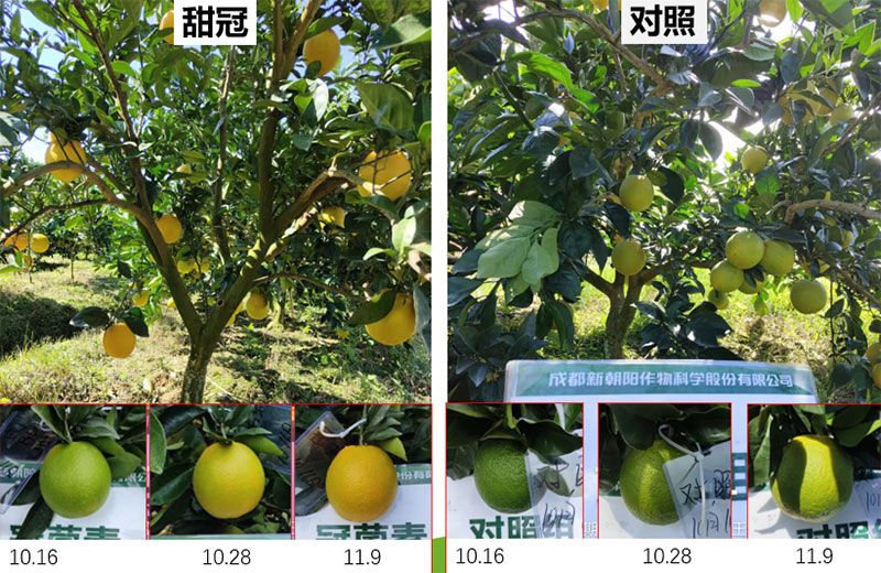 成都新朝陽COR冠菌素入選“2025中國(guó)農(nóng)業(yè)重大新產(chǎn)品”