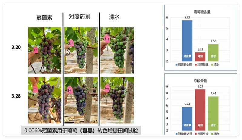 成都新朝陽COR冠菌素入選“2025中國(guó)農(nóng)業(yè)重大新產(chǎn)品”